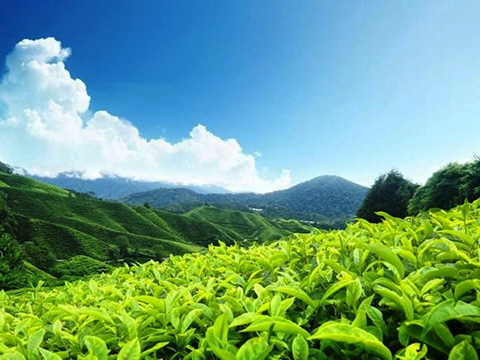 Magical Hills Tour Page