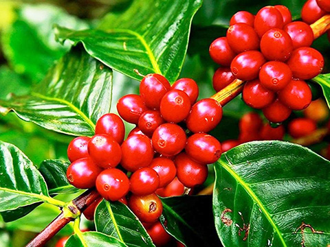 Wonders of Kerala Image