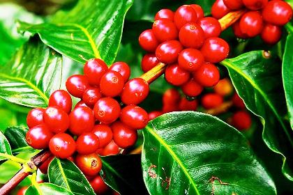 Wonders of Kerala Tour Image